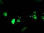 ERP72 Antibody in Immunocytochemistry (ICC/IF)