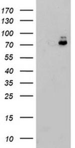 ERP72 Antibody in Western Blot (WB)