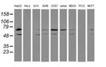 ERP72 Antibody in Western Blot (WB)