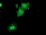 DUSP23 Antibody in Immunocytochemistry (ICC/IF)