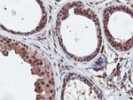 DUSP23 Antibody in Immunohistochemistry (Paraffin) (IHC (P))