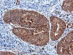 DUSP23 Antibody in Immunohistochemistry (Paraffin) (IHC (P))