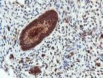 DUSP23 Antibody in Immunohistochemistry (Paraffin) (IHC (P))