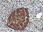 DUSP23 Antibody in Immunohistochemistry (Paraffin) (IHC (P))