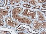 DUSP23 Antibody in Immunohistochemistry (Paraffin) (IHC (P))