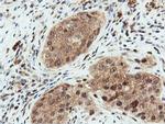 DUSP23 Antibody in Immunohistochemistry (Paraffin) (IHC (P))