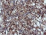 DUSP23 Antibody in Immunohistochemistry (Paraffin) (IHC (P))