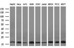 DUSP23 Antibody in Western Blot (WB)