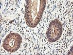 RNPEP Antibody in Immunohistochemistry (Paraffin) (IHC (P))