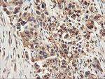 RNPEP Antibody in Immunohistochemistry (Paraffin) (IHC (P))