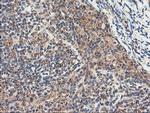 RNPEP Antibody in Immunohistochemistry (Paraffin) (IHC (P))