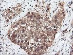 RNPEP Antibody in Immunohistochemistry (Paraffin) (IHC (P))