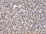 RNPEP Antibody in Immunohistochemistry (Paraffin) (IHC (P))