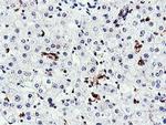 RNPEP Antibody in Immunohistochemistry (Paraffin) (IHC (P))