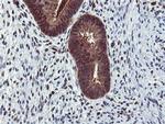 RNPEP Antibody in Immunohistochemistry (Paraffin) (IHC (P))