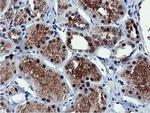 RNPEP Antibody in Immunohistochemistry (Paraffin) (IHC (P))