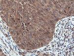 RNPEP Antibody in Immunohistochemistry (Paraffin) (IHC (P))