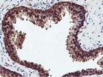 RNPEP Antibody in Immunohistochemistry (Paraffin) (IHC (P))