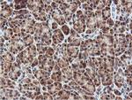 RNPEP Antibody in Immunohistochemistry (Paraffin) (IHC (P))