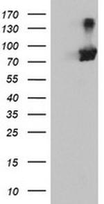 RNPEP Antibody in Western Blot (WB)