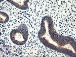 CD249 Antibody in Immunohistochemistry (Paraffin) (IHC (P))