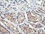 NLN Antibody in Immunohistochemistry (Paraffin) (IHC (P))