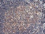 NLN Antibody in Immunohistochemistry (Paraffin) (IHC (P))