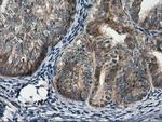 RGS16 Antibody in Immunohistochemistry (Paraffin) (IHC (P))