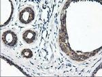 RGS16 Antibody in Immunohistochemistry (Paraffin) (IHC (P))