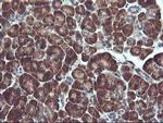 RGS16 Antibody in Immunohistochemistry (Paraffin) (IHC (P))