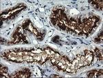 RGS16 Antibody in Immunohistochemistry (Paraffin) (IHC (P))