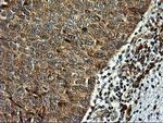 RGS16 Antibody in Immunohistochemistry (Paraffin) (IHC (P))