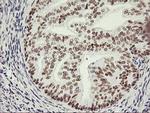 OBFC2B Antibody in Immunohistochemistry (Paraffin) (IHC (P))