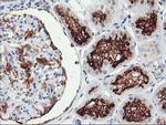 RGS16 Antibody in Immunohistochemistry (Paraffin) (IHC (P))