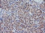 RGS16 Antibody in Immunohistochemistry (Paraffin) (IHC (P))