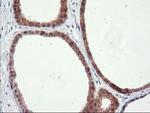 RGS16 Antibody in Immunohistochemistry (Paraffin) (IHC (P))