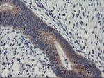 RGS16 Antibody in Immunohistochemistry (Paraffin) (IHC (P))