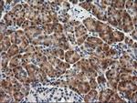 RGS16 Antibody in Immunohistochemistry (Paraffin) (IHC (P))