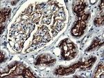 RGS16 Antibody in Immunohistochemistry (Paraffin) (IHC (P))