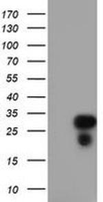 RGS16 Antibody in Western Blot (WB)