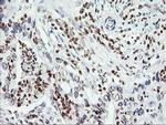 C20orf3 Antibody in Immunohistochemistry (Paraffin) (IHC (P))