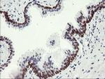 C20orf3 Antibody in Immunohistochemistry (Paraffin) (IHC (P))