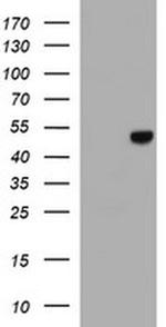 C20orf3 Antibody in Western Blot (WB)