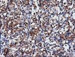 Nucleobindin 1 Antibody in Immunohistochemistry (Paraffin) (IHC (P))