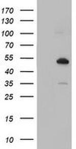 Nucleobindin 1 Antibody in Western Blot (WB)