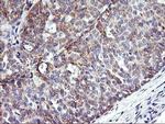 NMT2 Antibody in Immunohistochemistry (Paraffin) (IHC (P))