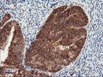 PSMA4 Antibody in Immunohistochemistry (Paraffin) (IHC (P))