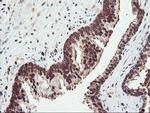 PSMA4 Antibody in Immunohistochemistry (Paraffin) (IHC (P))