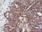 PSMA4 Antibody in Immunohistochemistry (Paraffin) (IHC (P))