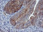 CD249 Antibody in Immunohistochemistry (Paraffin) (IHC (P))